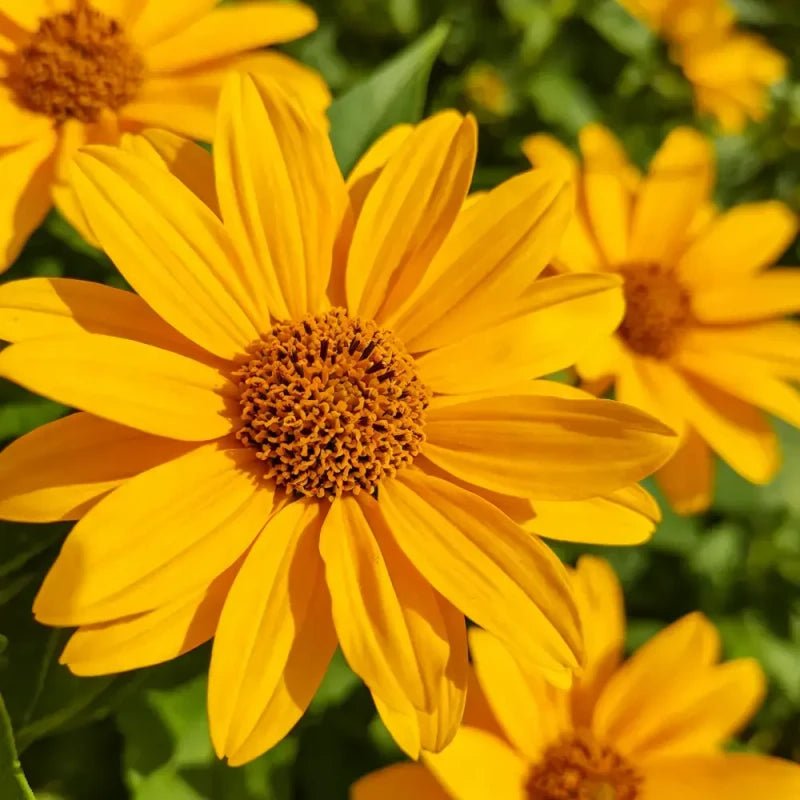 Butter Daisy Seeds - Verdseeds
